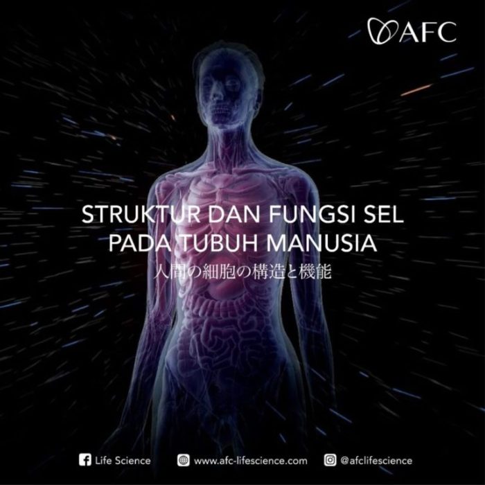 Tubuh Memproduksi Sel Baru Setiap Detik – Benarkah?