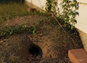 Cara Mengatasi Lubang Ular di Halaman Belakang Rumah dan Kenali Keberadaannya