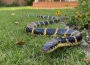 Tanda Ular Baru Lewat di Halaman Rumah untuk Keamanan Keluarga Sebelum Terlambat