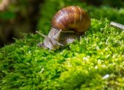 5 Bahan Dapur Efektif Atasi Siput Saat Hujan Agar Tanaman Aman