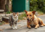 5 Dampak Negatif Makan Daging Anjing dan Kucing, Aturan Baru Segera Diterbitkan