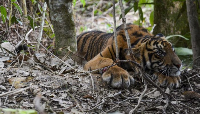Harimau Sumatera Terjebak di Kantor Usai Mengejar Anjing di Agam