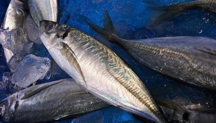 Saat Diet Boleh Makan Ikan Tongkol? Simak Manfaat, Kandungan, dan Cara Aman Konsumsinya