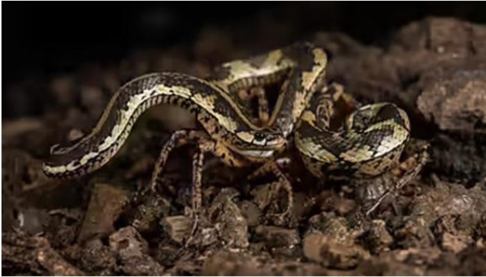 Ular Pernah Berkaki Jutaan Tahun Lalu, Fakta Evolusi yang Mengejutkan