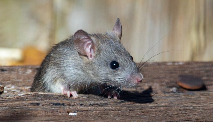 7 Bahan Alami Penghilang Bau Kencing Tikus di Rumah secara Cepat dan Aman