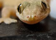 15 Cara Menghindari Cicak di Rumah, Efektif dan Mudah