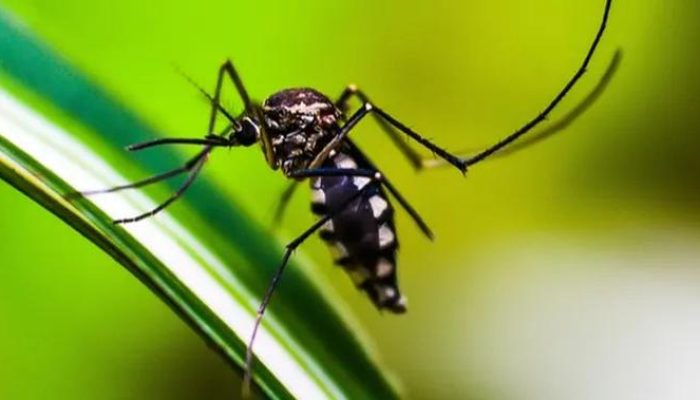 8 Cara Membasmi Nyamuk di Kebun untuk Melindungi Keluarga dan Tanaman