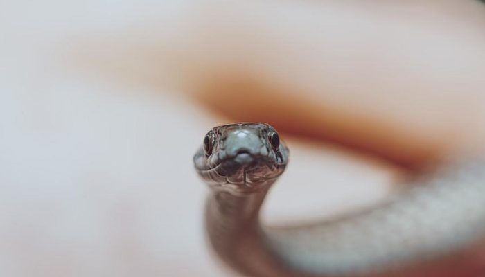 5 Jenis Ular Umum di Pot Tanaman yang Mirip dengan Cacing