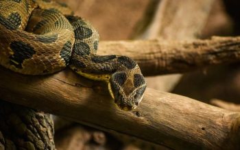 Pohon Kecil untuk Menakuti Ular, Pagar Roster Beton dan Besi serta Gelang Emas Simple