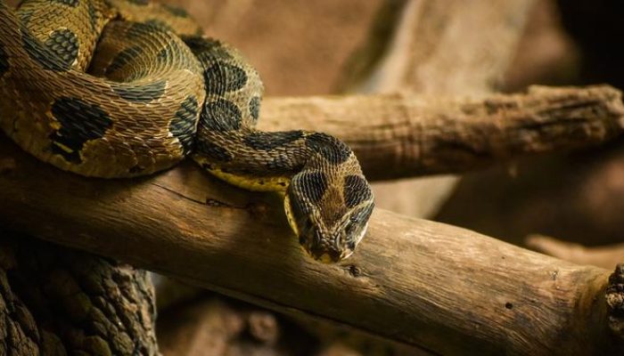 Pohon Kecil untuk Menakuti Ular, Pagar Roster Beton dan Besi serta Gelang Emas Simple