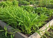 8 Jenis Tanaman Satu Pot untuk Panen Berkali-kali di Pekarangan Sempit