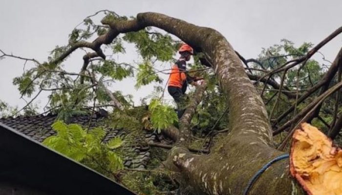 Cuaca Ekstrem di Lumajang, 1 Orang Tewas Akibat Pohon Tumbang