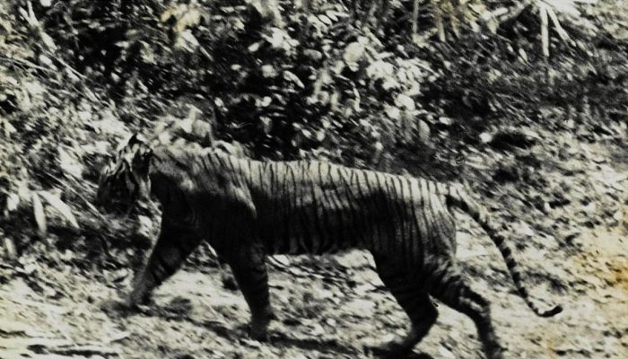 Punah atau Masih Tersembunyi di Alam?