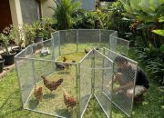 10 Model Kandang Ayam Portable yang Mudah dibongkar dan dipasang
