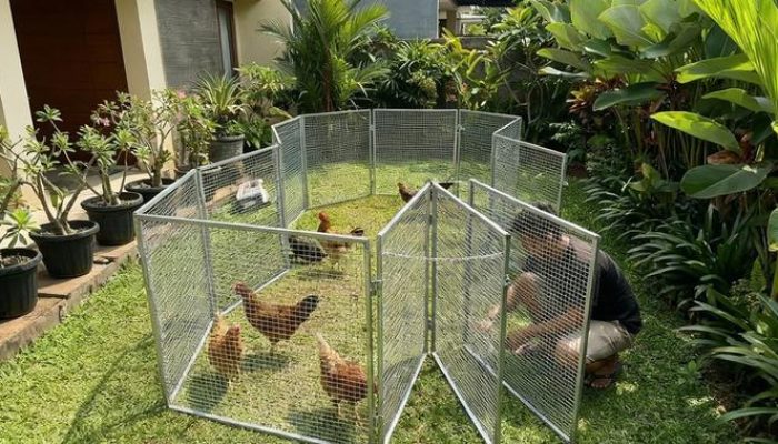 10 Model Kandang Ayam Portable yang Mudah dibongkar dan dipasang