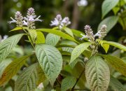 7 Manfaat Kirinyuh, Tanaman Gulma yang Banyak Ditemukan di Semak-semak