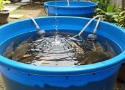 5 Metode Ternak Ikan Mas di Ember Bekas untuk Pemula yang Praktis dan Menguntungkan