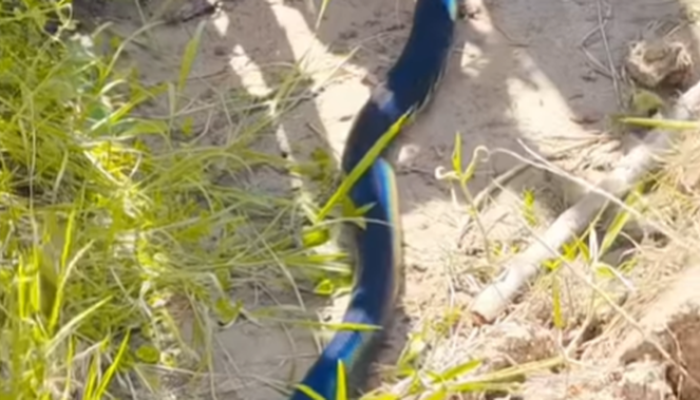 Penampakan Ular Biru di Papua, Keindahan Alam yang Menakjubkan