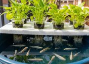 Ternak Ikan Nila di Ember untuk Warga Kota yang Praktis dan Menguntungkan