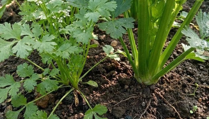 Menanam Daun Ketumbar dari Biji, 7 Langkah Semai hingga Panen Optimal