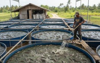 Usaha Ternak Ikan Bisa Panen Kurang Dari Sebulan Raih Cuan Dengan Strategi Tepat